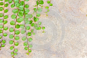 The grass on concrete