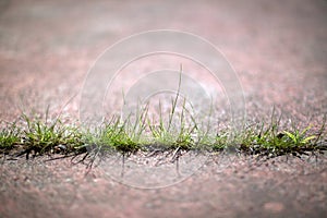 Grass Through Concrete Sidewalk 02