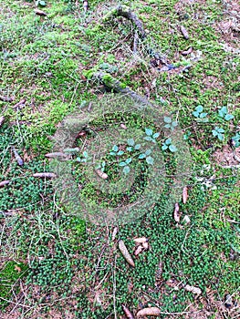 Grass, cones and moss in the forest