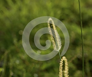 Grass. Copy space. Blur green background.