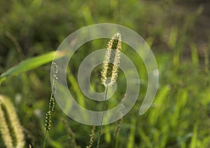 Grass. Copy space. Blur nature background.