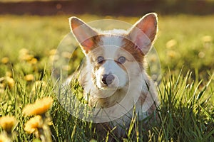 Grass covered Corgi while puppy walk on warm and bright day. Dog with red-white fur explore place full of dandelions.