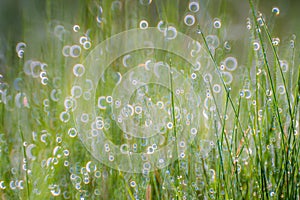 Grass covered with dew drop background