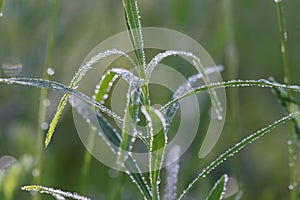 The grass is covered with dew drops in the early morning.