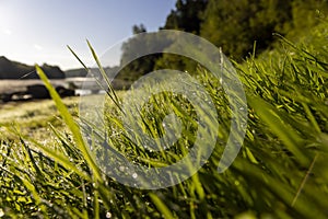 grass covered with dew drops in the morning dawn