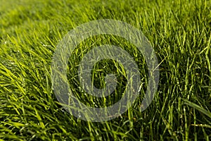 grass covered with dew drops in the morning dawn