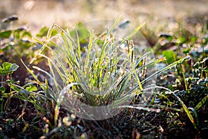 The grass is covered with dew, in the morning in sunny weather_