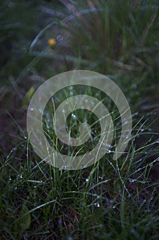 grass covered with dew, plant background