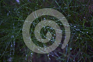 grass covered with dew, plant background