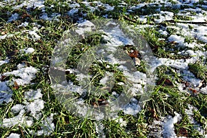 Grass covered with fallen leaves and snow in winter