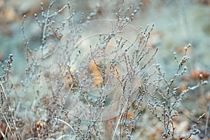 Grass covered with frost
