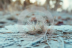 Grass covered with frost