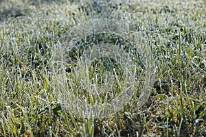 Grass covered  frost in the early morning.