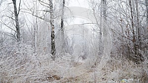 grass covered with frost in the first autumn frosts, abstract natural background. green leaves of plants covered with