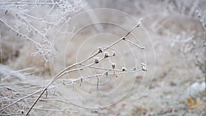 grass covered with frost in the first autumn frosts, abstract natural background. green leaves of plants covered with