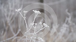 grass covered with frost in the first autumn frosts, abstract natural background. green leaves of plants covered with