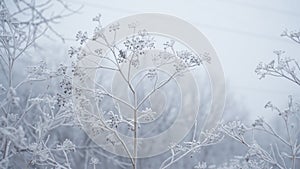 grass covered with frost in the first autumn frosts, abstract natural background. green leaves of plants covered with