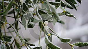 grass covered with frost in the first autumn frosts, abstract natural background. green leaves of plants covered with