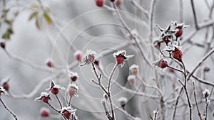 grass covered with frost in the first autumn frosts, abstract natural background. green leaves of plants covered with