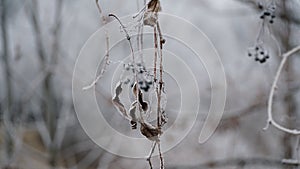 grass covered with frost in the first autumn frosts, abstract natural background. green leaves of plants covered with