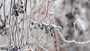 grass covered with frost in the first autumn frosts, abstract natural background. green leaves of plants covered with