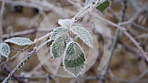 grass covered with frost in the first autumn frosts, abstract natural background. green leaves of plants covered with