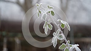 grass covered with frost in the first autumn frosts, abstract natural background. green leaves of plants covered with