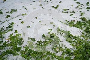 Grass covered with hailstones after hailstorm