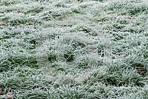 Grass Covered In A Hard Winter Morning Frost