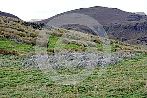 Grass covered hills in the Antisana Ecological Reserve