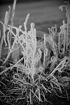 Grass covered with hoar-frost. Black and white photo with frozen grass