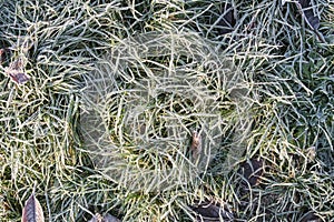 Grass covered with hoarfrost