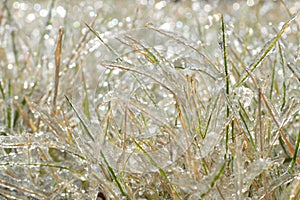 Grass covered with hoarfrost