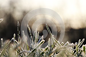 A grass covered hoarfrost in morning light with blurred background creating peaceful atmosphere. Shadows and highlights, contrast
