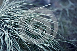 Grass covered with ice crystals close up
