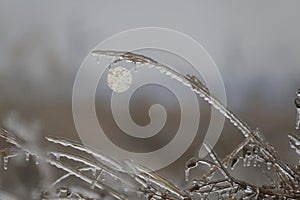 The grass is covered with ice after the icy rain against the background of the sun. abstraction. macro for design