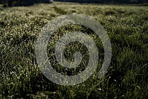 grass covered with morning dew and cobwebs at dawn, background