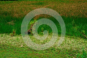 Grass covered punrik rishi lake in himalayas, Sainj Valley, Himachal Pradesh, India