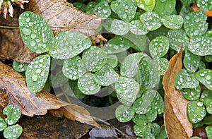 Raindrops on green leaves.