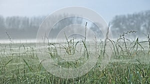 Grass covered in spider webs