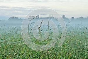 Grass covered in spider webs