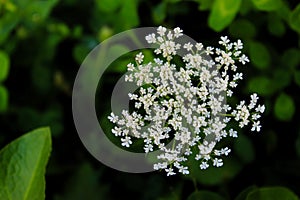 Grass, cow parsley, wild chervil, wild beaked parsley, keck photo