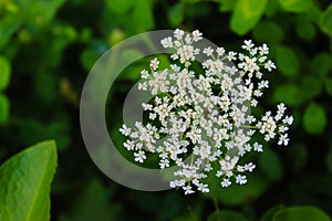 Grass, cow parsley, wild chervil, wild beaked parsley, keck photo