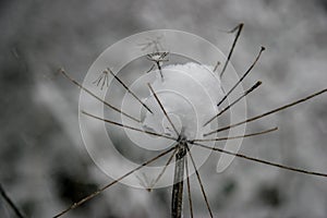 Grass cowered with snow in winter