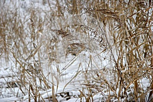 Grass cowered with snow in winter time