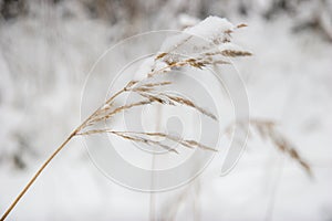 Grass cowered with snow in winter time