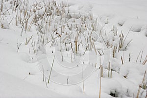 Grass cowered with snow in winter time