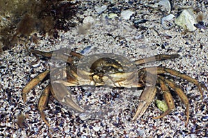 Grass Crab