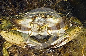 Grass Crab