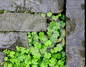 Grass in cracks